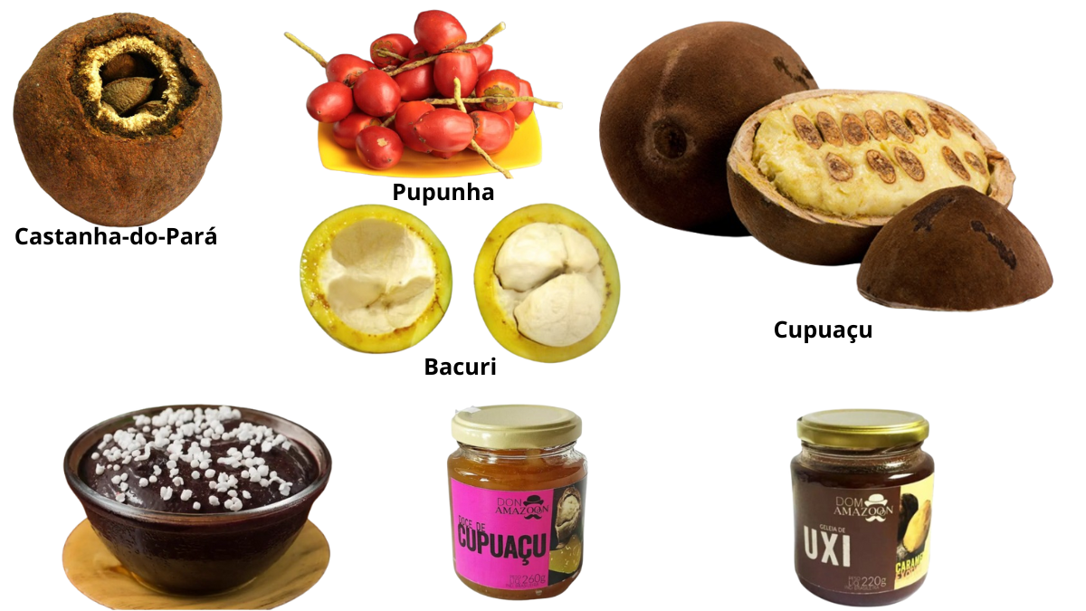 brazil nut exotic amazon fruit Belém Brrazilian
