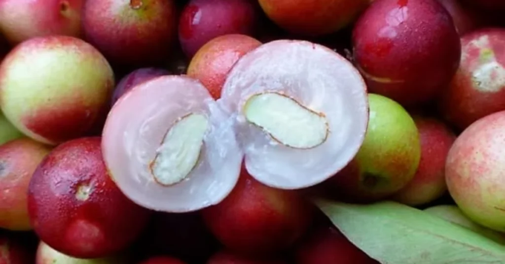 Camu-Camu: The Amazonian Superfood That’s Transforming Diets in the U.S. 1 Belém Brazilian Camu-Camu The Amazonian Superfood That’s Transforming Diets in the U.S.