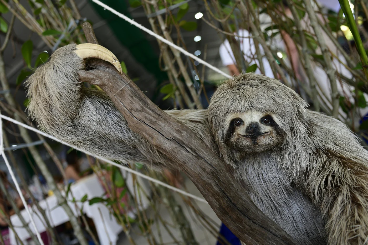 A brown-throated sloth hanging from a tree branch in the Amazon rainforest near Belém